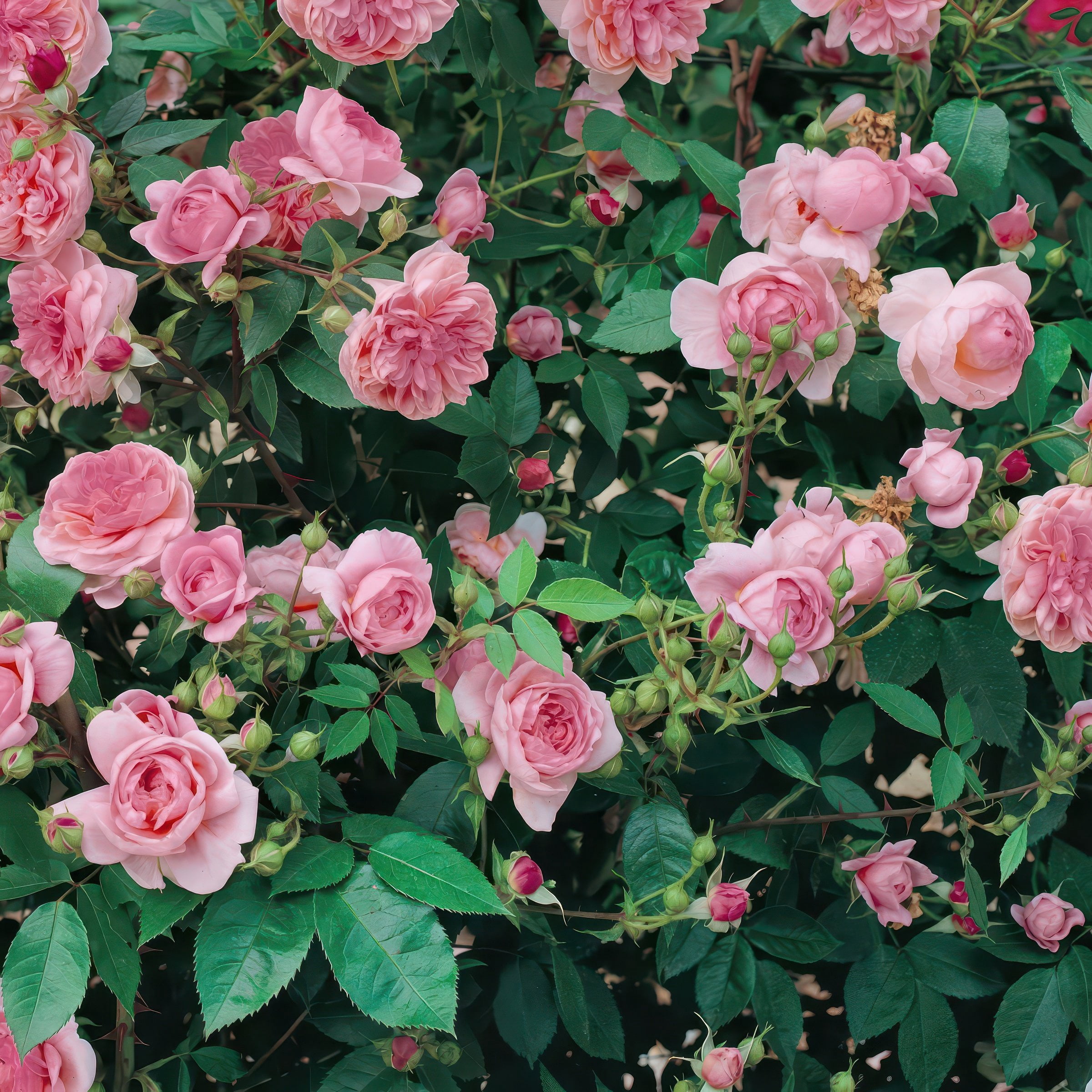 Bare Root Rose Ball Gown Romantica with Pink Flowers
