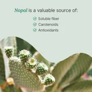 Santo Remedio Nopal Chia, Prickly Pear Cactus and Chia Powder Dietary Fiber Supplement, 60 Capsules, 30 Servings per Container