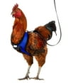 thumbnail image 5 of Chicken Harness Hen Size with 6ft Matching Leash – Adjustable, Resilient, Comfortable, Breathable, Large Size, Suitable for Chicken, 5 of 5