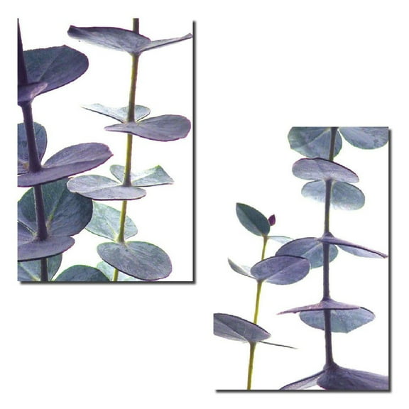 Eucalyptus | Gorgeous Purple and Teal Eucalyptus Branch Photograph Print; Two 11x14 Poster Prints