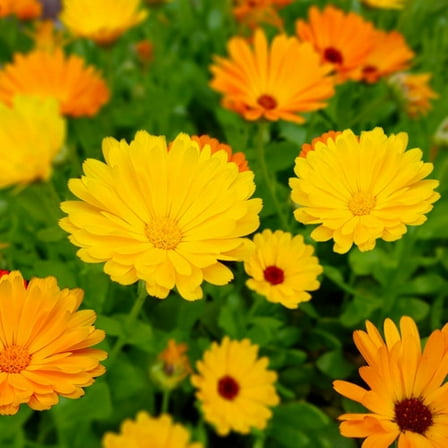 Calendula Pacific Beauty 200 Flower Seeds. Newly Harvested, Beautiful Vivid Golden Orange Blooms.
