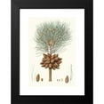 thumbnail image 2 of Aylmer Bourke Lambert 11x14 Black Modern Framed Museum Art Print Titled - Pinus Brutia - Calabrian Pine. (1837), 2 of 5