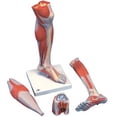 thumbnail image 1 of Fabrication Enterprises 12-4800 Anatomical Model Life Size Lower Muscle Leg with Detachable Knee, 3-Part, 1 of 1