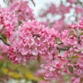 thumbnail image 4 of Expert Gardener 3–4 Ft Tall Summer Wonder Crabapple Live Tree in 7-Gallon Pot, 4 of 6