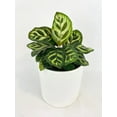 thumbnail image 6 of Calathea Peacock Makoyana - Live Air-Purifying Indoor Plant in Nursery Pot – Easy Care, Low Maintenance Houseplant for Home & Office Decor, Natural Air Cleaner, Best for Beginners (6"Pot), 6 of 9