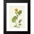 thumbnail image 2 of Mary Vaux Walcott 18x24 Black Modern Framed Museum Art Print Titled - Goldenstar. Chrysogonum Virginianum (1925), 2 of 5