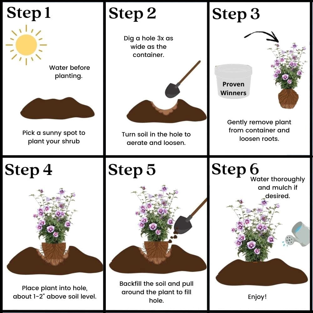 Proven Winners ColorChoice Purple Pillar Hibiscus Live Shrub (2 Gallon)