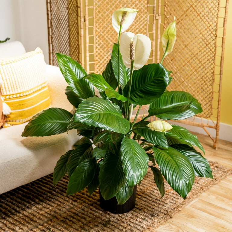 lily's house購入 1258 Lily Street Akron OH for sale: MLS #5148407 | Weichert