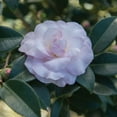 thumbnail image 3 of Southern Living October Magic Dawn Camellia Live Shrub in 2.5-Quart Grower Pot, 3 of 7