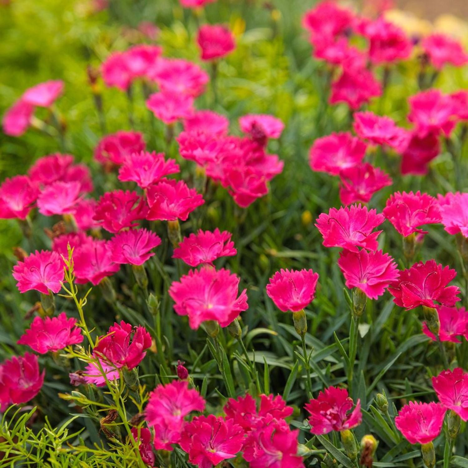 Proven Winners 6" Pink 'Paint the Town Magenta' Pinks Live Plant in 6.5" Pot
