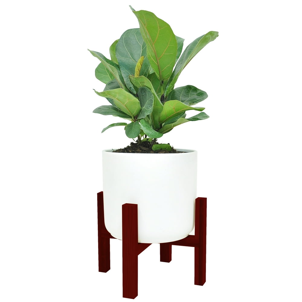 Costa Farms Live Indoor 12in. Tall Green Little Fiddle