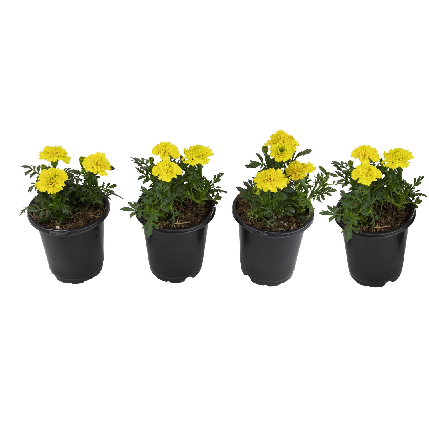 Altman Plants Yellow French Marigold 4-Pack, Marigolds, Spring Flowers, 4" Pots, Annuals, Full Sun