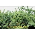 thumbnail image 3 of San Jose Juniper - 10 Live Plants - Juniperus Chinensis - Drought Tolerant Cold Hardy Evergreen Ground Cover, 3 of 7