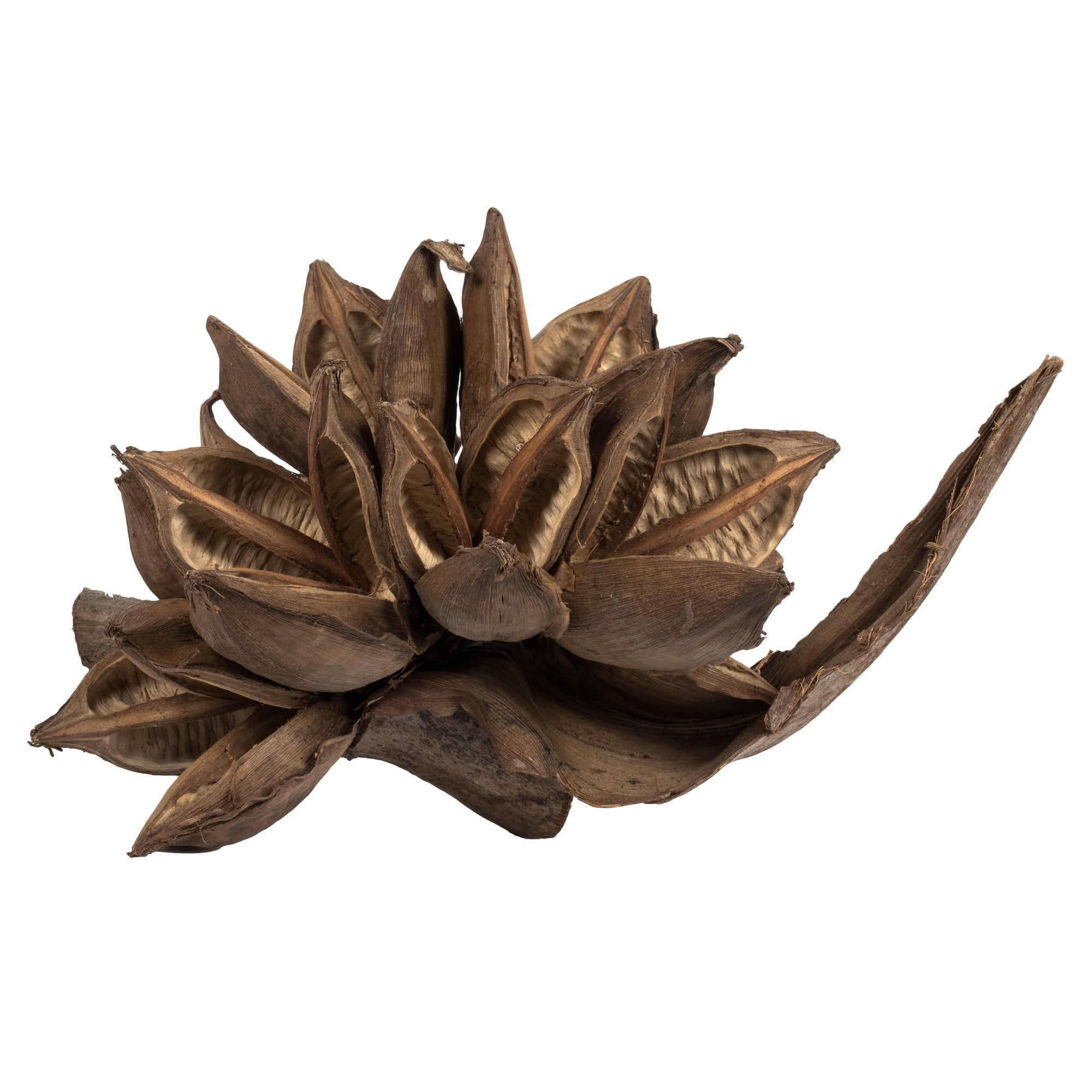 Vickerman 6" Natural Star Pod, 1 piece, Dried