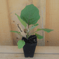 thumbnail image 3 of Purple Eggplant Plant in Pot, 4 to 6 Inch Tall Eggplant Live Plants, Vegetable Eggplant, 3 of 6