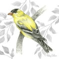 thumbnail image 2 of Wilson, Kelsey 26x26 White Modern Wood Framed Museum Art Print Titled - Backyard Birds IV-Goldfinch II, 2 of 4
