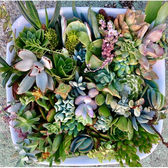 GEN Garden Assorted Color Premium Succulent Live Plants in Pot (40 Count)