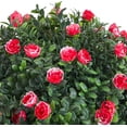 thumbnail image 3 of Artificial Rose Topiary Ball Tree,21.65" Faux Potted Tree, Artificial Boxwood Topiary Ball Tree with Flowers, 3 of 7