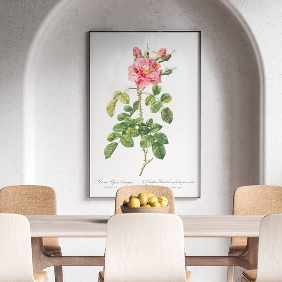 Variegated Four-Seasons Rose - 1817–1824 | Pierre-Joseph Redouté | Premium Fine Art Print | 18th Century Belgian | Flower Painting, Botanical illustration | Botanical | Plant Art | Nature Art