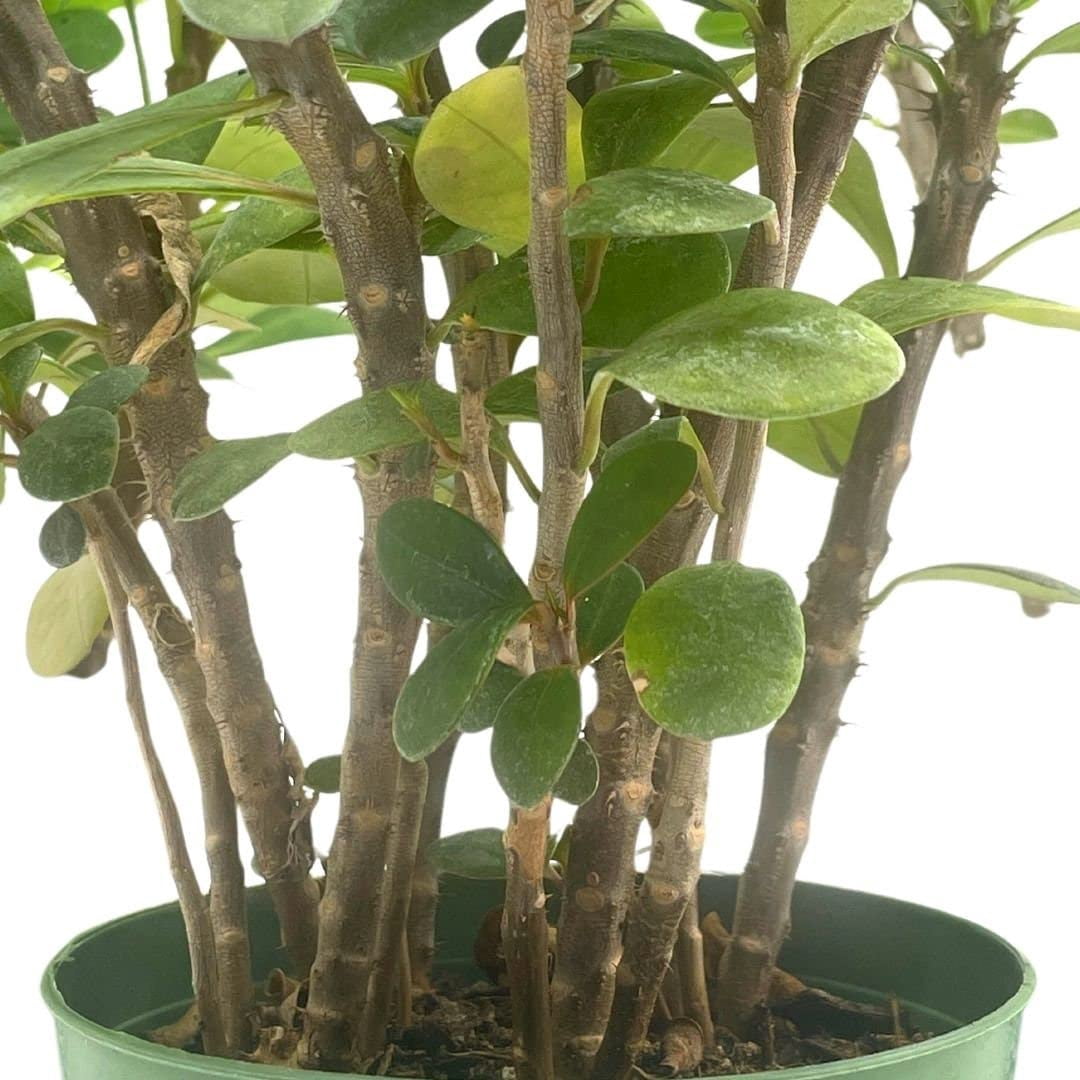 Crown of Thorns, Euphorbia milii Assortment, Set of 3 in 4 inch pots, Crown-of-Thorns Plant, Christ Thorn
