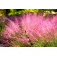 thumbnail image 3 of Seedville 40 Seeds PINK MUHLY Cotton Grass Seeds - Deer Resistant, 3 of 11