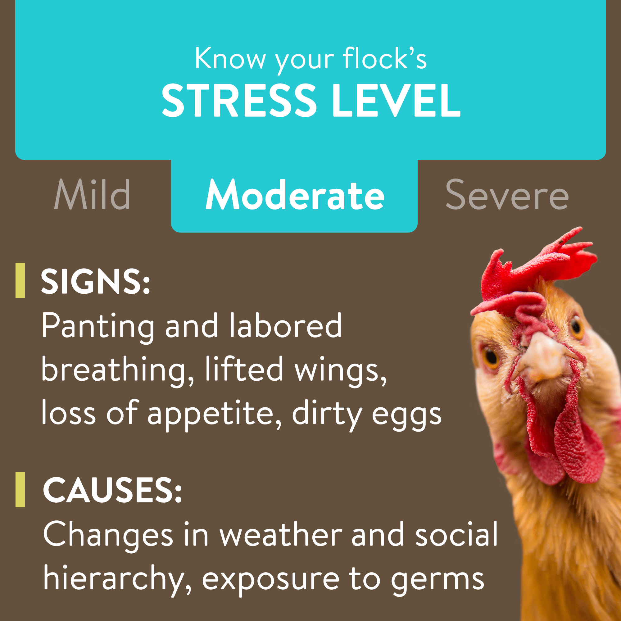 FlockLeader Recover Plus Poultry Supplement for Chickens, 2.5 Ounce