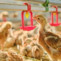 LOLIPPYY Versatile Heated Chicken Waterer PVC Steel Assorted