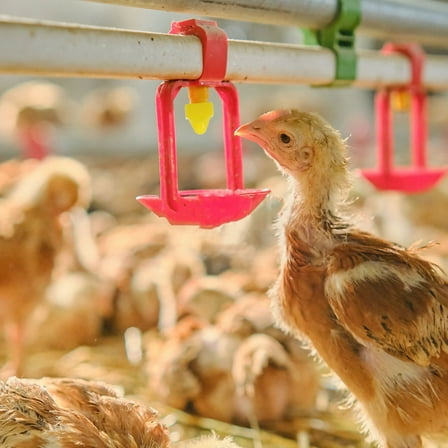 LOLIPPYY Versatile Heated Chicken Waterer PVC Steel Assorted