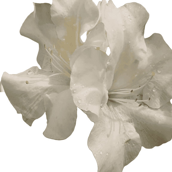 Encore Autumn Angel White Azalea Live Shrubs, Reblooming Evergreen, Pure White Flowers