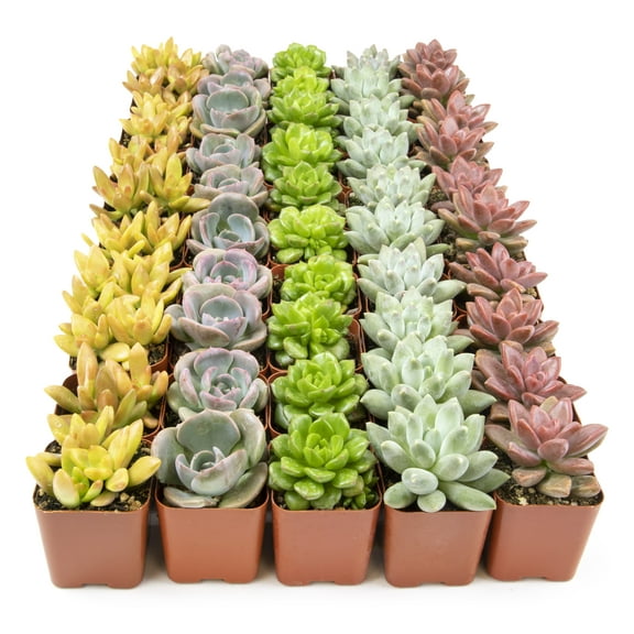 Altman Plants Bulk Succulent Plants (50PK) Live Plants - Small Real Succulents - 2 in Pots