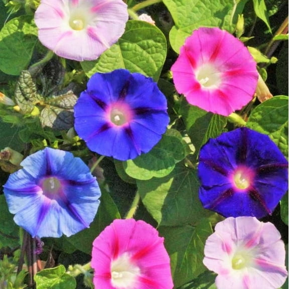 TomorrowSeeds - Morning Glory Tall Mix Seeds - 1500  Count - For 2026 Planting Ipomoea Purpurea