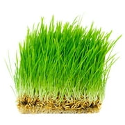 Thunder Acres Oat Seed Plant Seeds, Non-GMO, Certified Organic