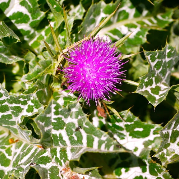 TomorrowSeeds - Milk Thistle Seeds - 300  Count - For 2026 Planting Silybum Marianum Liver Holistic