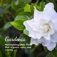 thumbnail image 2 of Aceite Perfumado Herb & Root Gardenia para Mujer 10 mL, 2 of 6