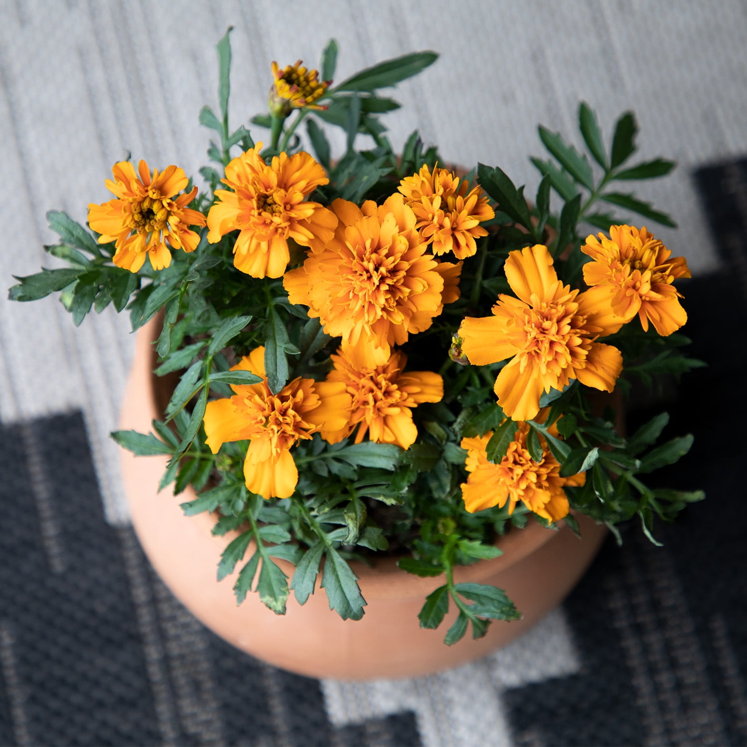 Altman Plants Orange French Marigold 4-Pack, Marigolds, Spring Flowers, 4" Pots, Annuals, Full Sun