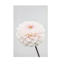 Trademark Fine Art Pictufy Studio Pink Flower No3 Canvas Wall Art