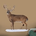 thumbnail image 2 of Broadside Whitetail Buck - Cutout, 2 of 4