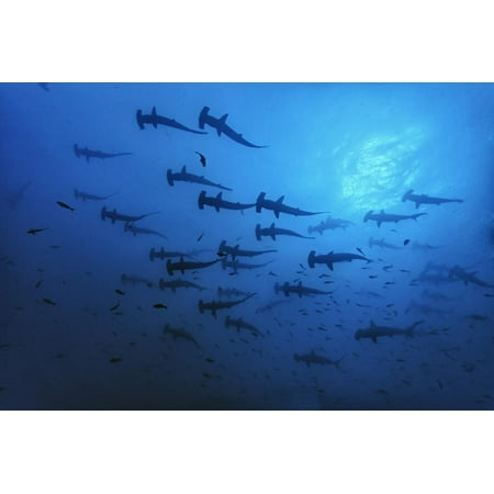 Schooling Scalloped Hammerhead Sharks (Sphyrna Lewini) Cocos Island National Park, Costa Rica Print Wall Art By Franco