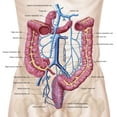 thumbnail image 1 of Anatomie du Système Veineux abdominal Humain (14 x 14), 1 of 1