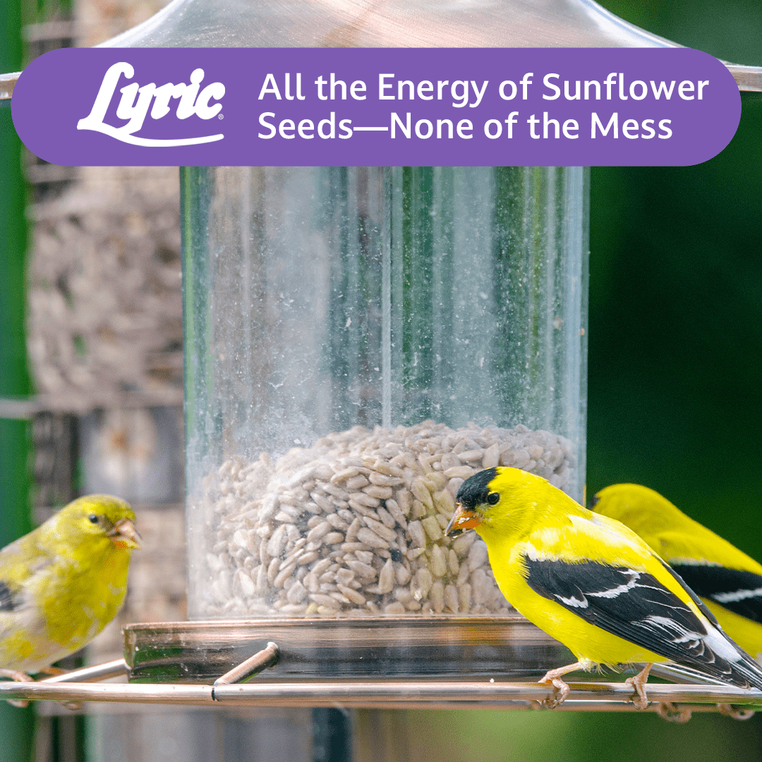 Lyric Sunflower Kernels Wild Bird Seed No Waste Bird Food - Attracts Finches & More - 10 lb. (Pack of 2-5 lb. Bags)