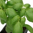 thumbnail image 2 of Fresh Potted Basil, 1 Each, 2 of 2