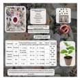 thumbnail image 3 of Semillas Paquete Hierbas y Flores para Té 5 Variedades Vita, 3 of 5