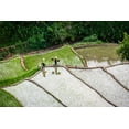 thumbnail image 2 of Norring, Tom 24x17 White Modern Wood Framed Museum Art Print Titled - Vietnam -Rice paddies in the highlands of Sapa, 2 of 4