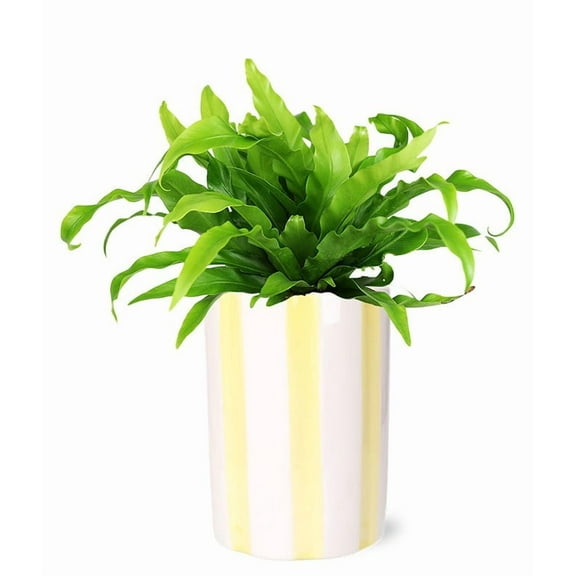 From You Flowers - Bird's Nest Fern Plant for Birthday, Anniversary, Get Well, Congratulations, Thank You, All Occasions