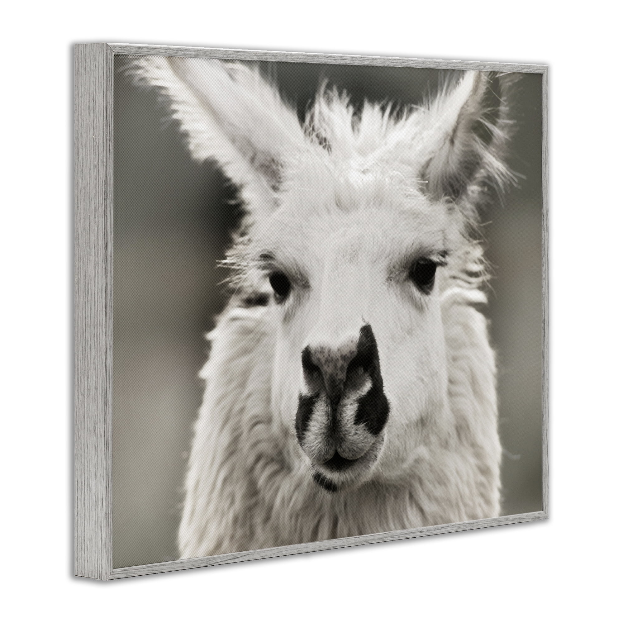 Stupell Industries Llama Gazing Portrait Animals & Insects Photography Gray Framed Art Print Wall Art, 14 x 11