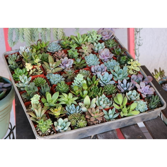 The Succulent Source Assorted Succulents 2" Live Plants in 2" Square Pots (10 Count)