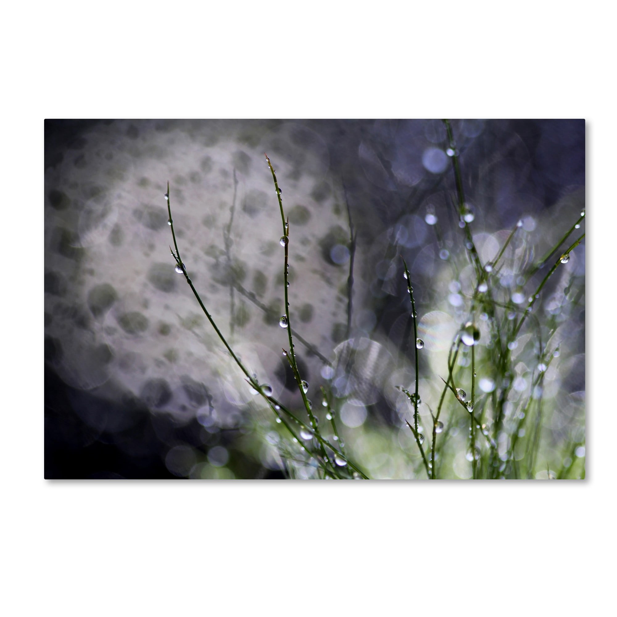 Trademark Fine Art "Morning Tale" Canvas Art by Beata Czyzowska Young