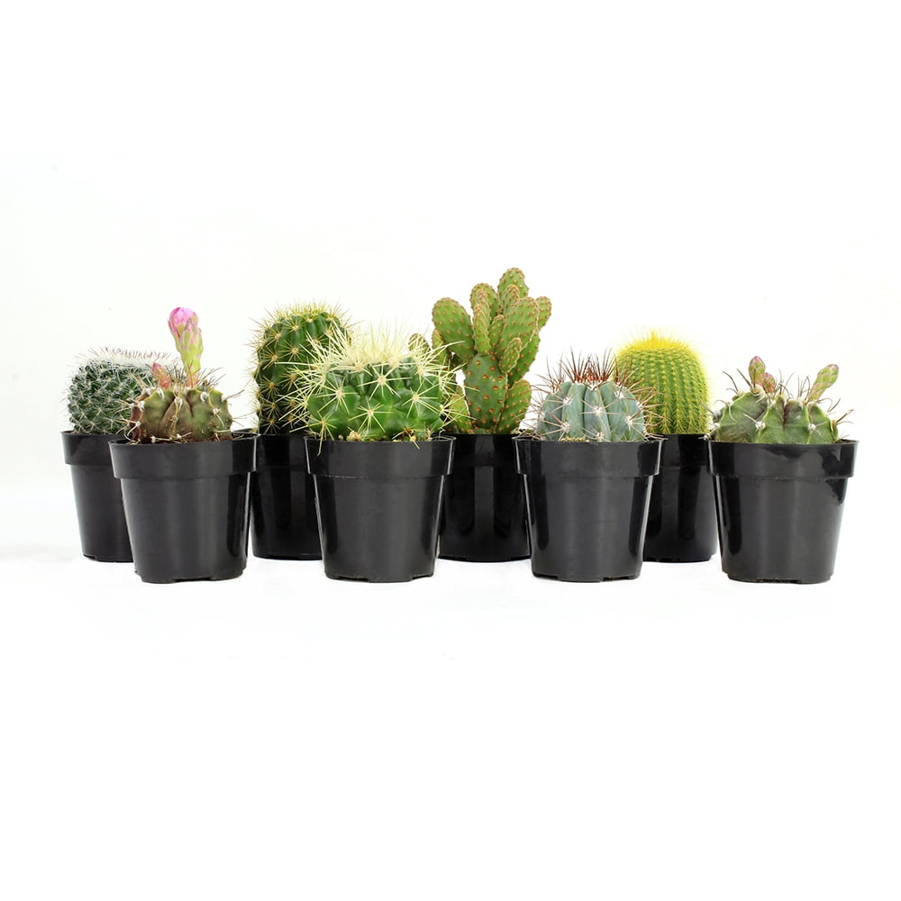 Element by Altman Plants Multicolor Cactus Plants 8-Pack - Live Plants - Full Sun - 2.5-Inch Pots