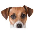 thumbnail image 1 of Lifelike Car Stickers Jack Russell Terrier Sticker Surfboard Fine Decal Graffiti Sticker Vinyl Material Waterproof Decoration, 1 of 3