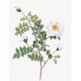 thumbnail image 2 of Redoute, Pierre Joseph 19x24 Black Ornate Wood Framed with Double Matting Museum Art Print Titled - Double White Burnet Rose, Pimple Rose with White Flowers, Rosa Pimpinellifolia Alba Flore Multiplei, 2 of 4
